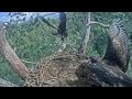 Eaglet not want to share nest with sibling | White-tailed eagles | Aug 13, 2024