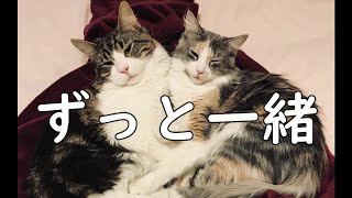 【泣ける動画】パパは見てる Maine coon forever 8日目 第122回猫ラジ 究極の夫婦愛