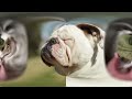 how to train your bull dog the ultimate guide bulldog traindog 2023