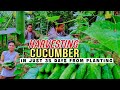 Harvesting Cucumber | Pag-aani Ng Pipino | Cucumber Farming In The Philippines