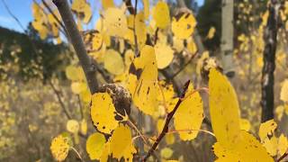 Yellow aspen leaves