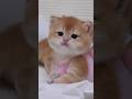 Bayi kucing lucu meong ❤️ #shorts #kitten #cat #catvideos #meow #catmeowing