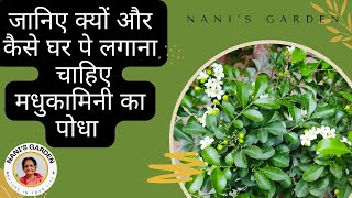 मधुकामिनी पौधे की संपूर्ण जानकारी। Madhu Kamini Plant How To Do Madhukamini Plant Care