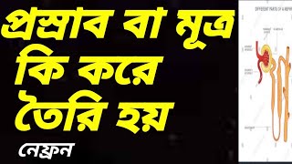 নেফ্রন কি ?আমাদের শরীরে মূত্র কিভাবে তৈরি হয় ?what is nephron ?