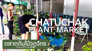 【4K】ตลาดต้นไม้จตุจักร แคคตัส 6 เมษายน 2566 Chatuchak Plant Market チャトゥチャック市場 バンコク 짜뚜짝꽃시장 방콕 태국