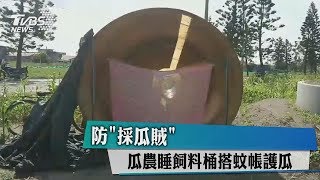 防「採瓜賊」　瓜農睡飼料桶搭蚊帳護瓜