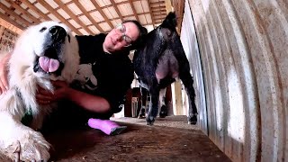 My Barn Flooded (& Sanitary Clip for Kidding!) | Farm Life VLOG