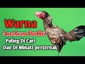 Warna bulu anakan bulbi paling di cari