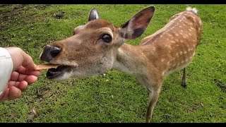 奈良公園　朝、若草山にたくさんの鹿さんがいました