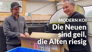 Nadine und Bennis neue und alter Koi in der Innehälterung | Modern Koi Blog #6799