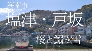 【和歌山インター店】4/6 (水) 塩津・戸坂漁港リアルタイム　和歌山釣果見聞録