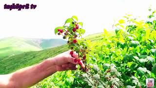 TRABZON MAÇKA GALYAN YAYLALARINA ÖZEL BÖLÜM..