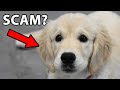 the strange truth about English Cream Golden Retrievers