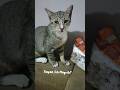 Kucing Juga Puasa#shorts || Cats also fasting  القطط ايضا تصوم