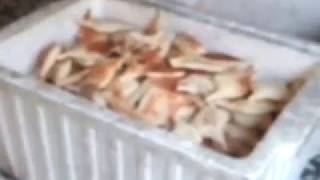 Karbala. Pakistani Moakb 1086 me Roti pakaty howe