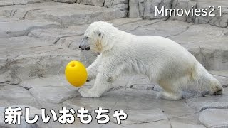 Play with New toys 新しいおもちゃに弾けるホッキョクグマ親子