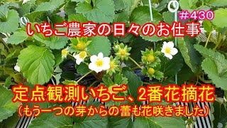 定点観測いちご、２番花摘花（もう一つの芽からの蕾も花咲きました）　いちご農家の日々のお仕事　＃４３０