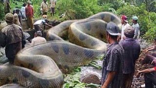 The Sachamama | The Longest Snake Ever Captured