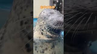 お昼寝気持ちいいね#ゴマフアザラシ#鳥羽水族館#水族館#アザラシ#お昼寝#shorts