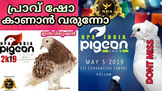 #pigeons4u, #pigeon show  പ്രാവുകളുടെ മനോഹര ഷോ കാണാൻ നിങ്ങളെ ക്ഷണിക്കുന്നു.