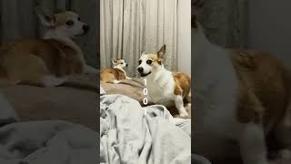 いつも一緒の姉妹でも対照的な愛犬。#shorts #corgi #犬のいる暮らし #コーギーしっぽ