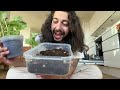 Live Plant Hacks with creative explained