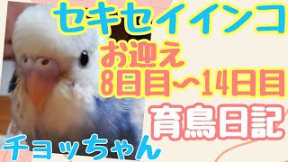 【セキセイインコ　生後1か月】お迎え8日目～14日目　お迎え検診や体重変化の成長記録　チョッちゃん