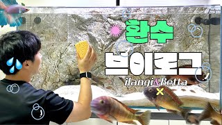 [VLOG] 환수에 me친 남편..🩵🫧🧼 여름철 4자어항 환수 루틴 대공개 | 베타 🐠 | 이랑기 🐟 | 환수브이로그 💧 | 물생활 💦 | 탕어 🌿