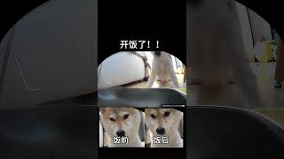 正好抓到小狗等饭瞬间，再慢一秒就要饿死了柴柴日常 柴犬 傻狗的日常 养狗日常 铲屎官日记