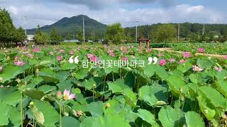 경남 함안 가볼만한곳 함안연꽃테마파크 꽃구경하러~ 연꽃피는시기와 개화상태