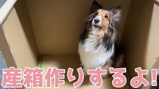 【シェルティ】産箱作りするよ🔨【慣れたもんだね】