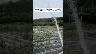 초보 농부의 주말농장 한달 성과입니다 🫡 농사 많이 배우는 중입니다 👍👍