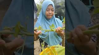 Panen sayur dibelakang rumah, video fullnya cek chanel kita#panensayuran