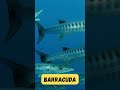 Barracuda Adventure Song | Ocean Animals | Fun Phonics for Children | UZR Learning | #abcd #kids