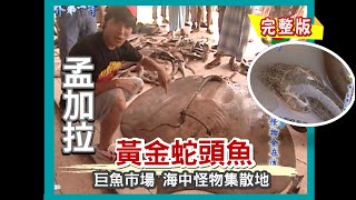 【孟加拉】黃金異種蛇頭魚 巨魚市場 海中怪物集散地（旗魚拍賣會／巨型魟魚 珍珠魚皮包／香料檳榔）｜《世界第一等》346集完整版