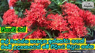 ඉක්සෝරා අතු පැල කිරීම.How to root cuttings