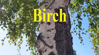Problems with Birch