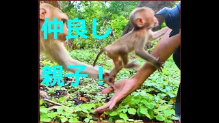 仲良し親子！　かわいい赤ちゃんと優しいママ！　So Cute Baby Monkey !  Tiny Monkey Is So Cute !