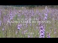 Belwin Blazing Star and Butterflies