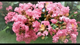 百日紅や金襴紫蘇やカサブランカ‼昭和記念公園2021💘Crape myrtle,Coleus and Casablanca at Syowa kinen park 2021