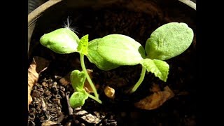 Growing African Horned Melons (Part I)  ❧