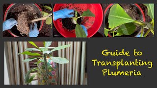 Plumeria Transplanting / Repotting: Step by Step Guide to Success