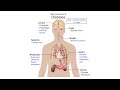 Pathophysiology: Diabetes (Type I/Type II)