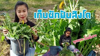 เก็บผักป่าสรรพคุณเยอะ #เก็บผักฟันสิงโต#Dandelion#พูดเยอะมากอยากให้ฟังเป็นกำลังใจ