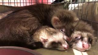 神奈川　フェレット　ペットショップ　ferret baby