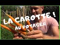 Réussir la carotte au potager !