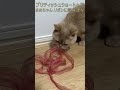 ブリティッシュショートヘア 飼い猫まめちゃん リボンに興味津々 shorts