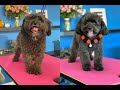 Coco Poodle Mix Groom