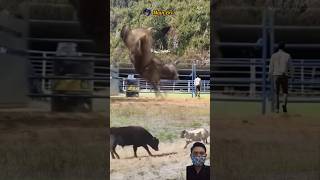 OH MY GOD! BANTENG MARAH DI DEPAN DOMBA DAN KERBAU #animals #shorts