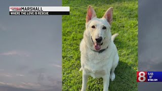 Pet of the Week: Marshall